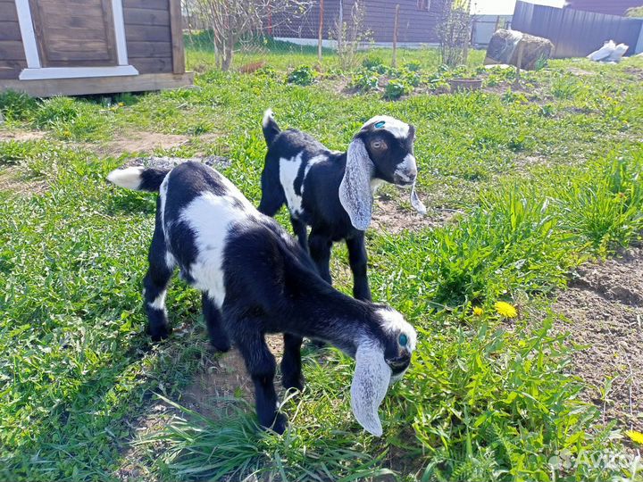 Нубийские козочки