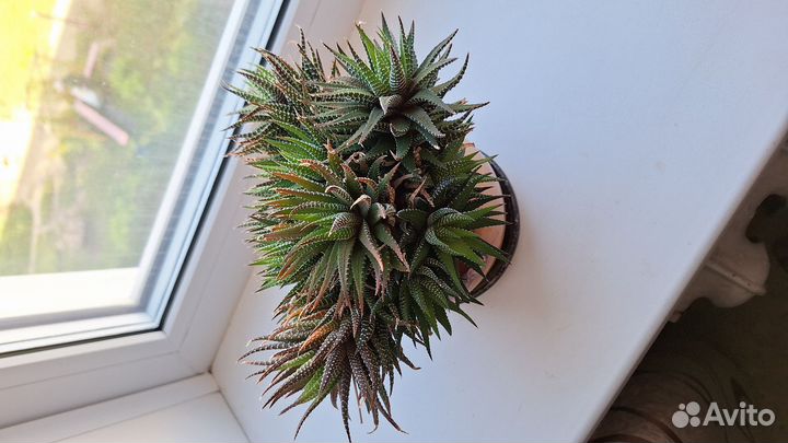 Танцующий кактус