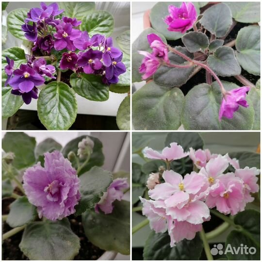 Цветы комнатные,Панданус,фиалки,и др