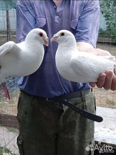 Продажа голубей