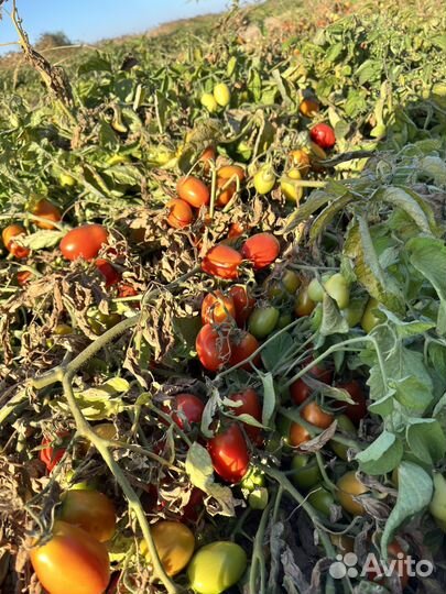 Помидоры