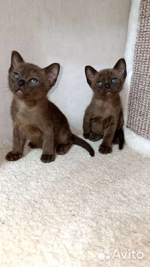 Бурманские котята