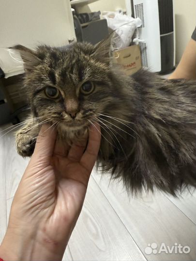 Кошечка Джоанна