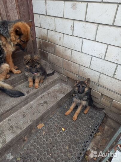 Щенки немецкой овчарки