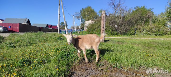 Козы дойные молочные