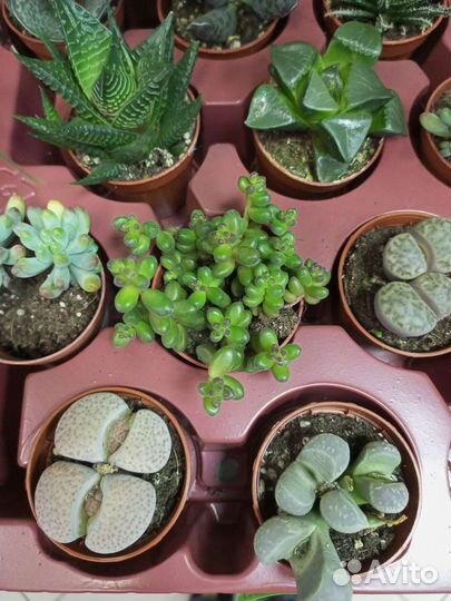 Кактусы и суккуленты