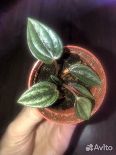 Переромия Rosso и спатифиллум