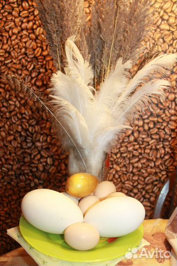 Яйцо инкубационное кур Билефельдер Брама, Индоутки