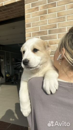 Среднеазиатская овчарка алабай щенки