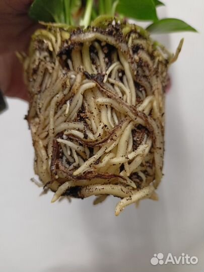 Антуриум Sweet Dream