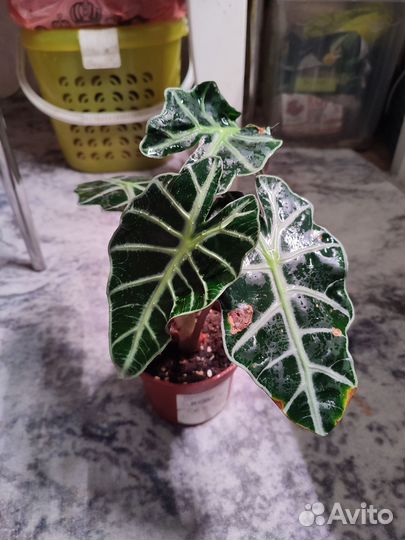 Алоказия полли клубни