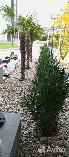 Грузчики на час, разнорабочие