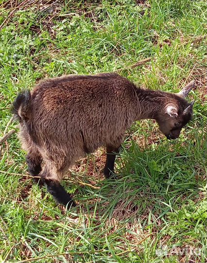 Камерунская козочка