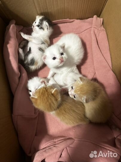 Котята в добрые руки