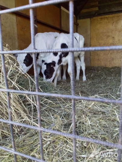 Телята красно пёстрые