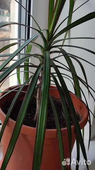 Драцена маргината