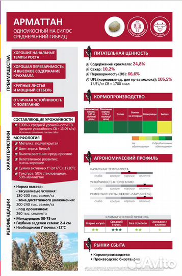 Сорго зерновое