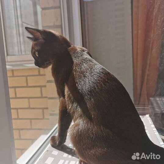 Москитная сетка Антикошка