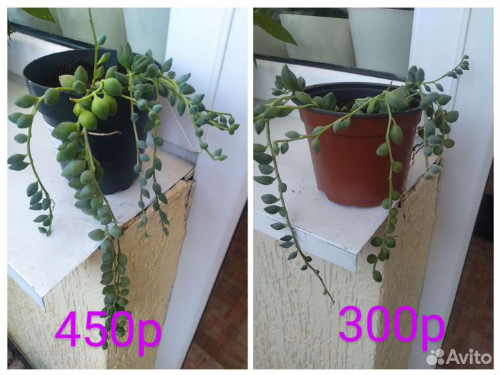 Крестовник геррейна