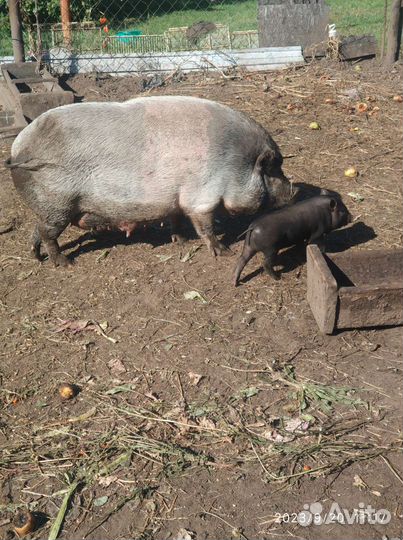 Вьетнамские вислобрюхие поросята