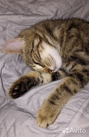 Котёнок мальчик в добрые руки