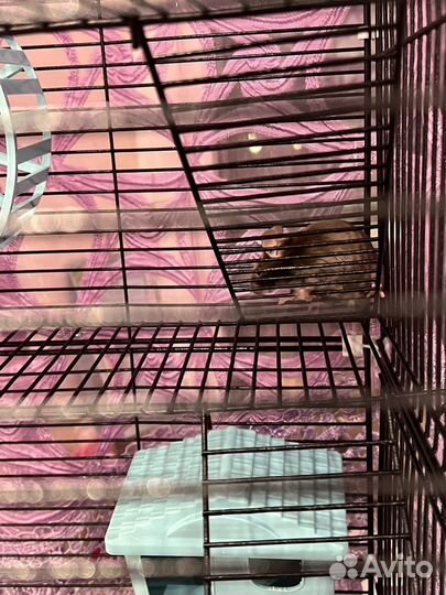 Мышка домашняя