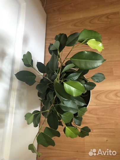 Фикус Бенджамина