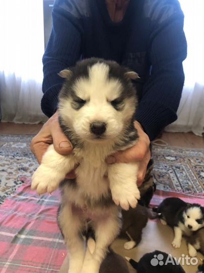 Щенки сибирской хаски