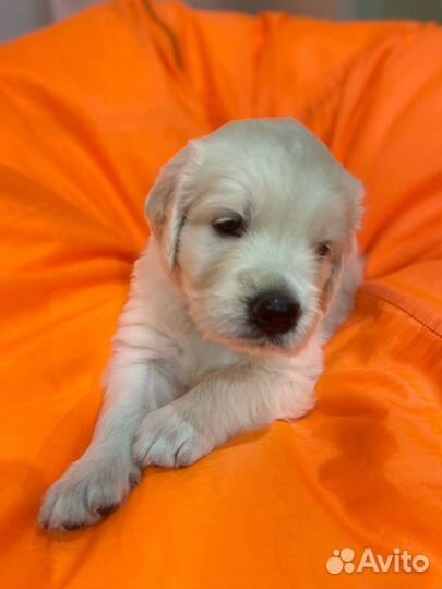 Золотистый ретривер