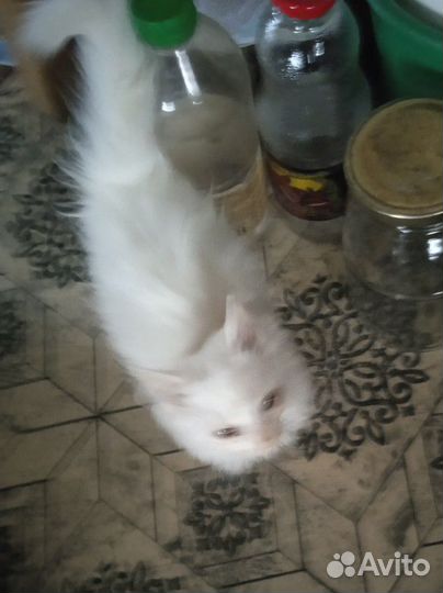 Чисто белая пушистая ласковая ручная кошечка 4 мес