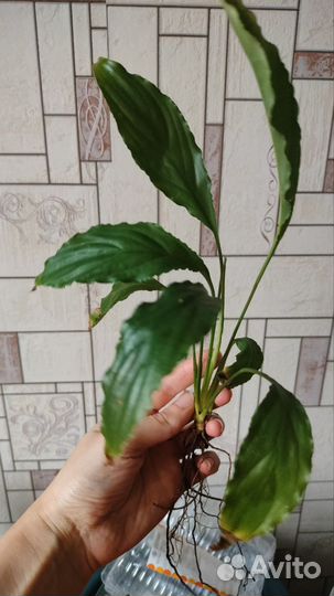 Комнатные цветы