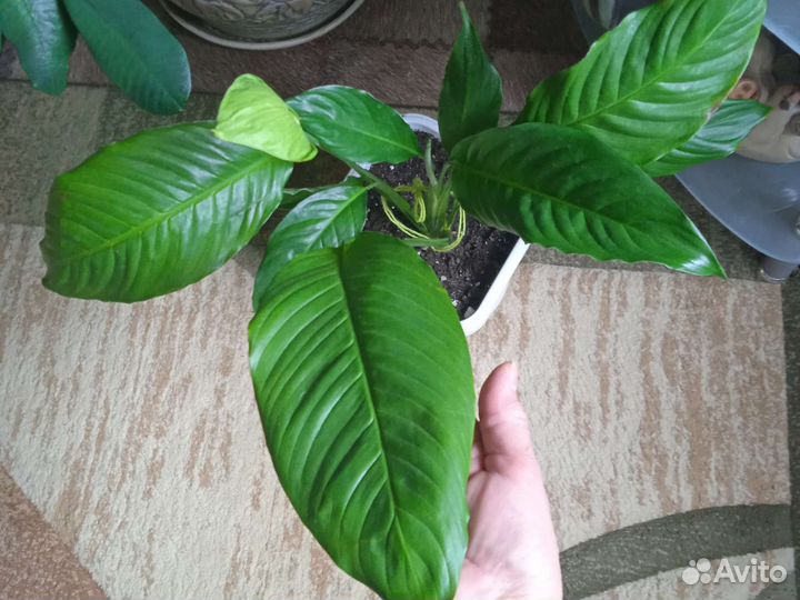 Спатифиллум широколистный