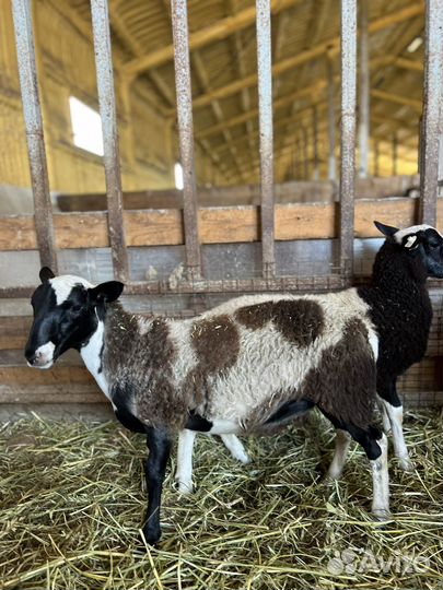 Баранчики Дорпер