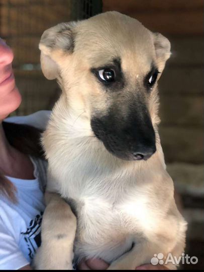 Собака в клетке