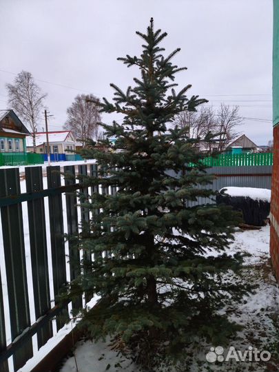 Ель голубая