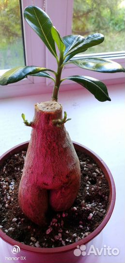 Адениум (роза пустыни )