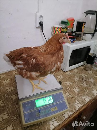 Куры молодки несушки