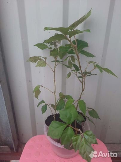 Циссус березка