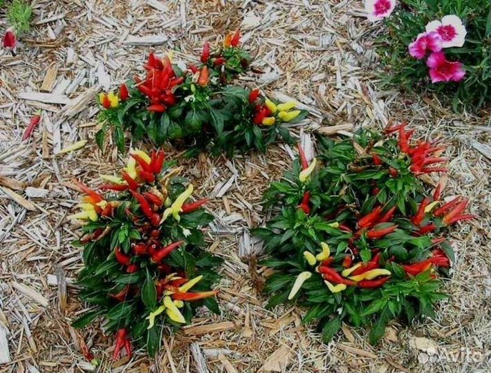 Перец для дома и дачи