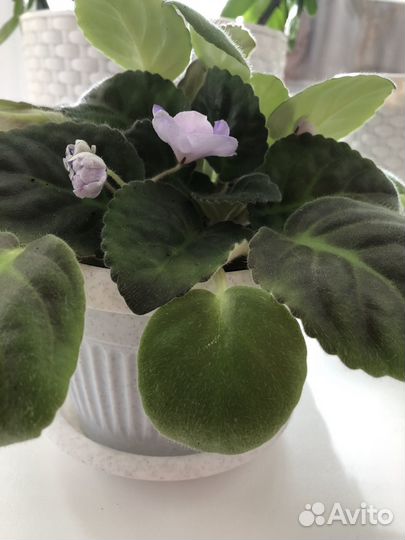 Фиалка нежно-голубая в горшке