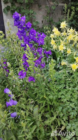 Растения цветы для сада