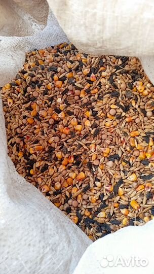 Корм для кур несушек