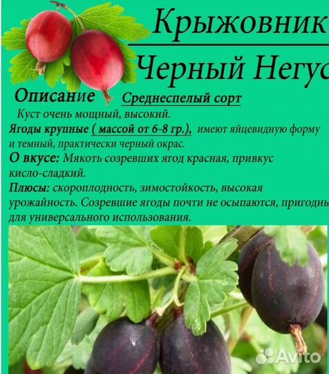 Саженцы крыжовника