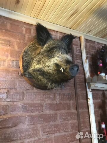 Чучело головы кабана