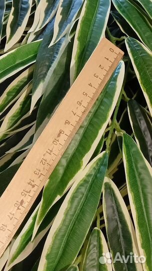 Растение лонгифолия