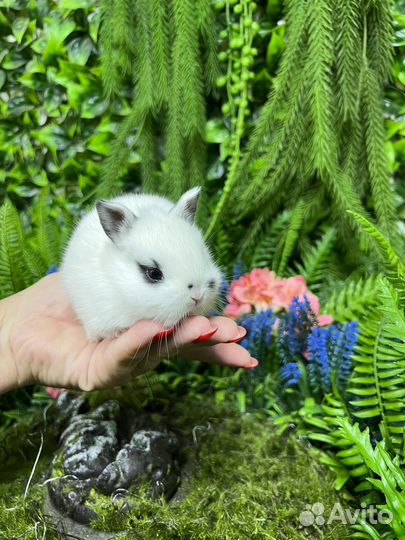 Кролики карликовые маленькие