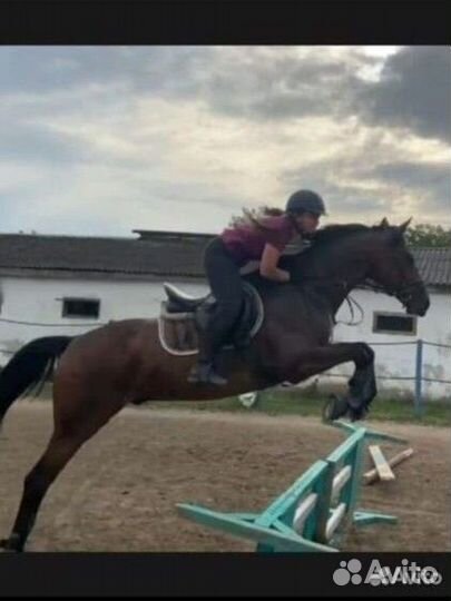 Конкурный мерин. Готовим документы на переезд