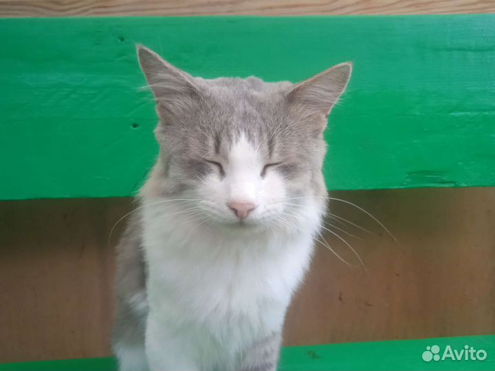 Ласковый кот алергия
