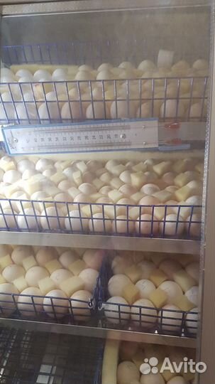 Инкубационное яйцо Кохинхин, Шабо, Серама