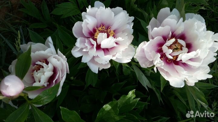 Пион Кора Луиза (Paeonia Itoh Cora Louise), корень